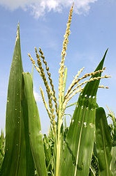 A-maize-ing double life of a genome